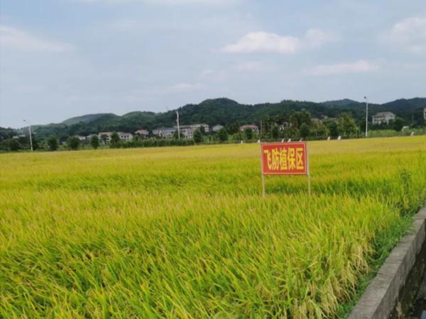 无人机植保